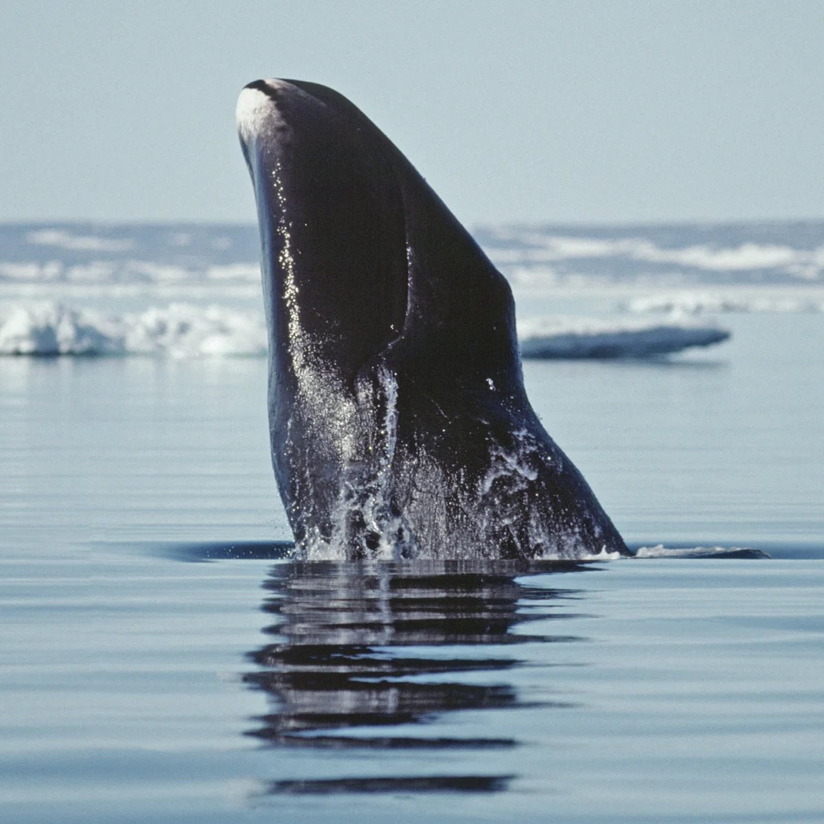 Bowhead whales: winners in the survival of the fittest