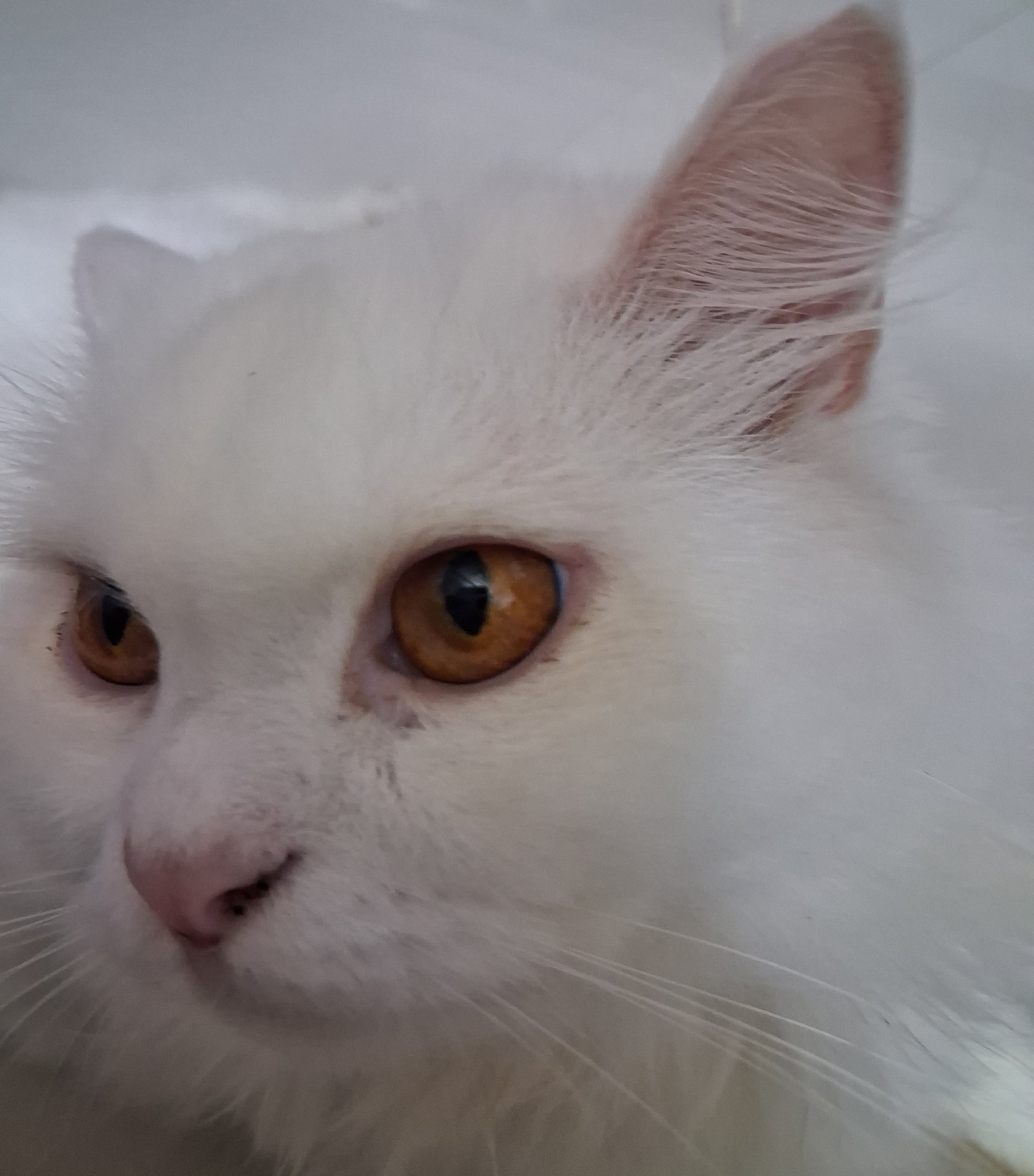 My Cat's Eyes