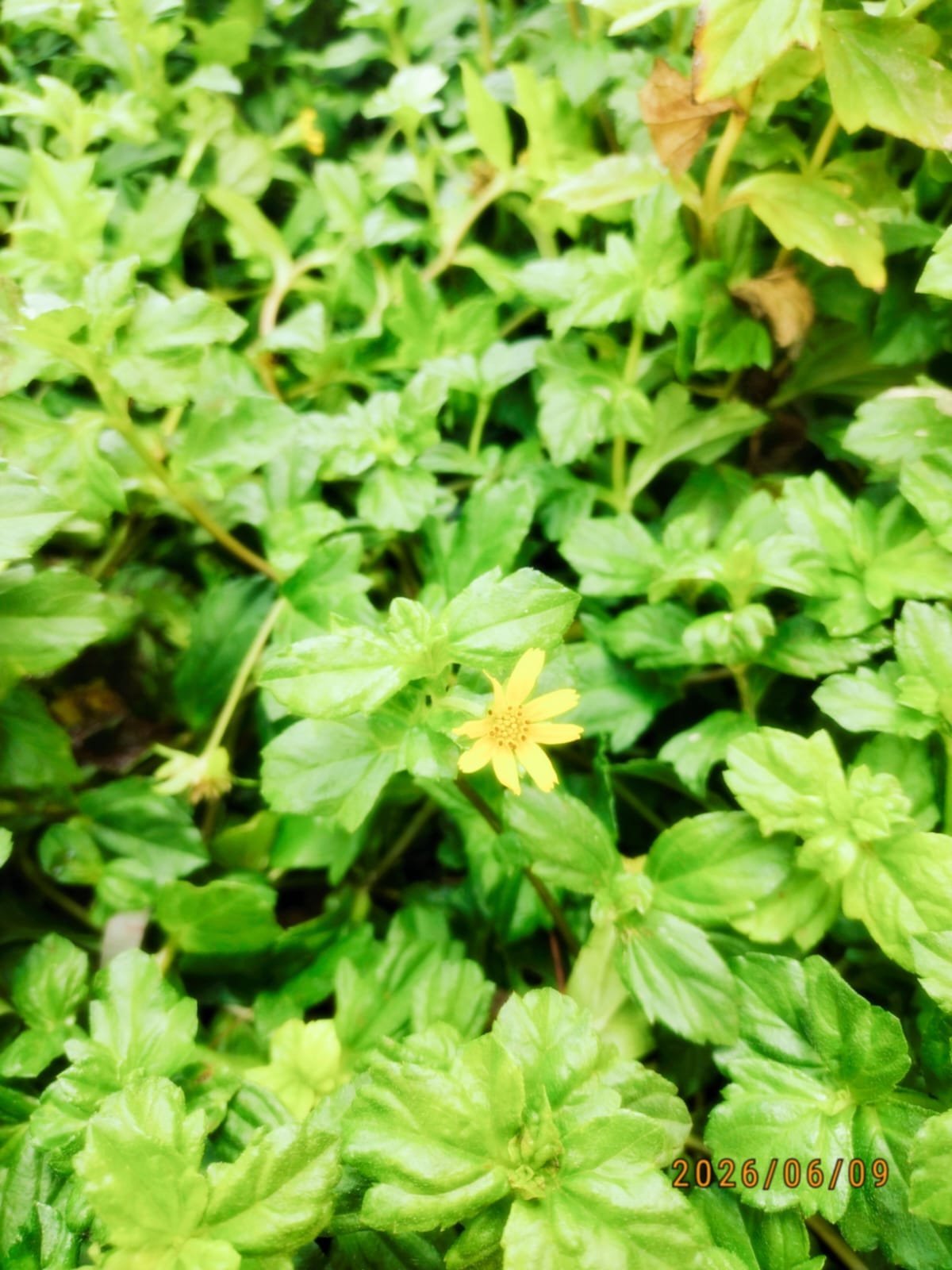 Tiny Yellow Flower Among Green Leaves