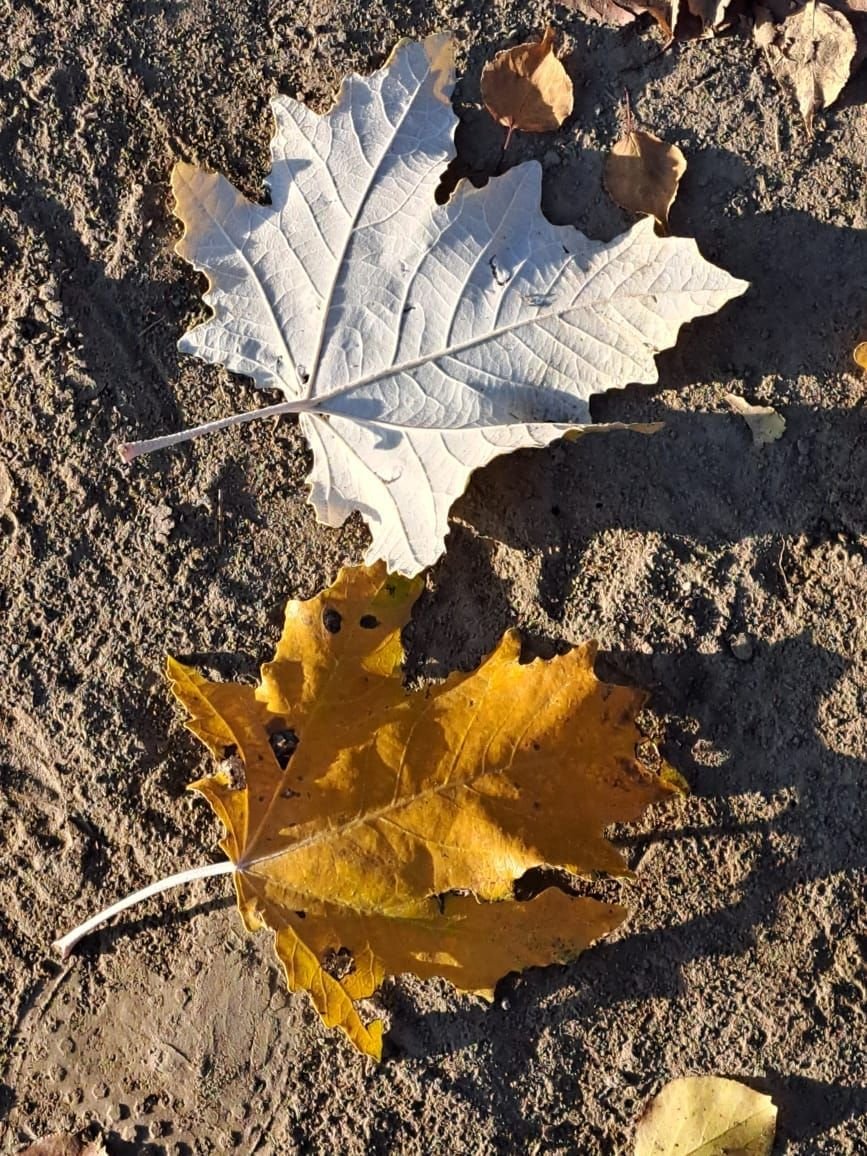 Nature's Recycling: Leaf Senescence in Arid Lands