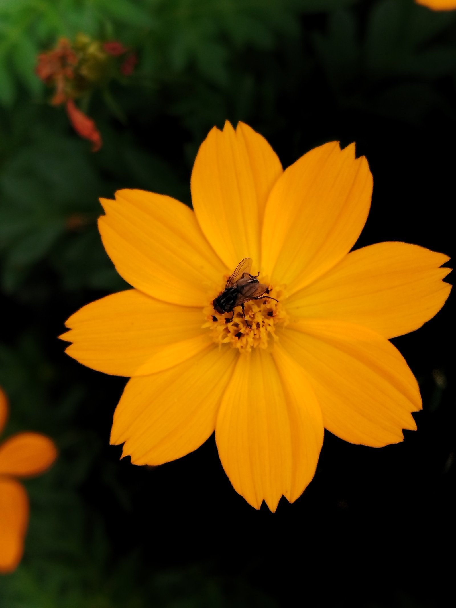 Insect pollination