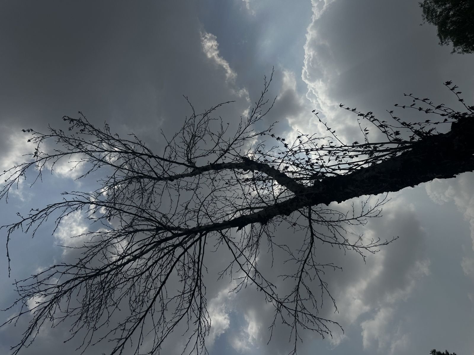 Nature’s Circuit Board