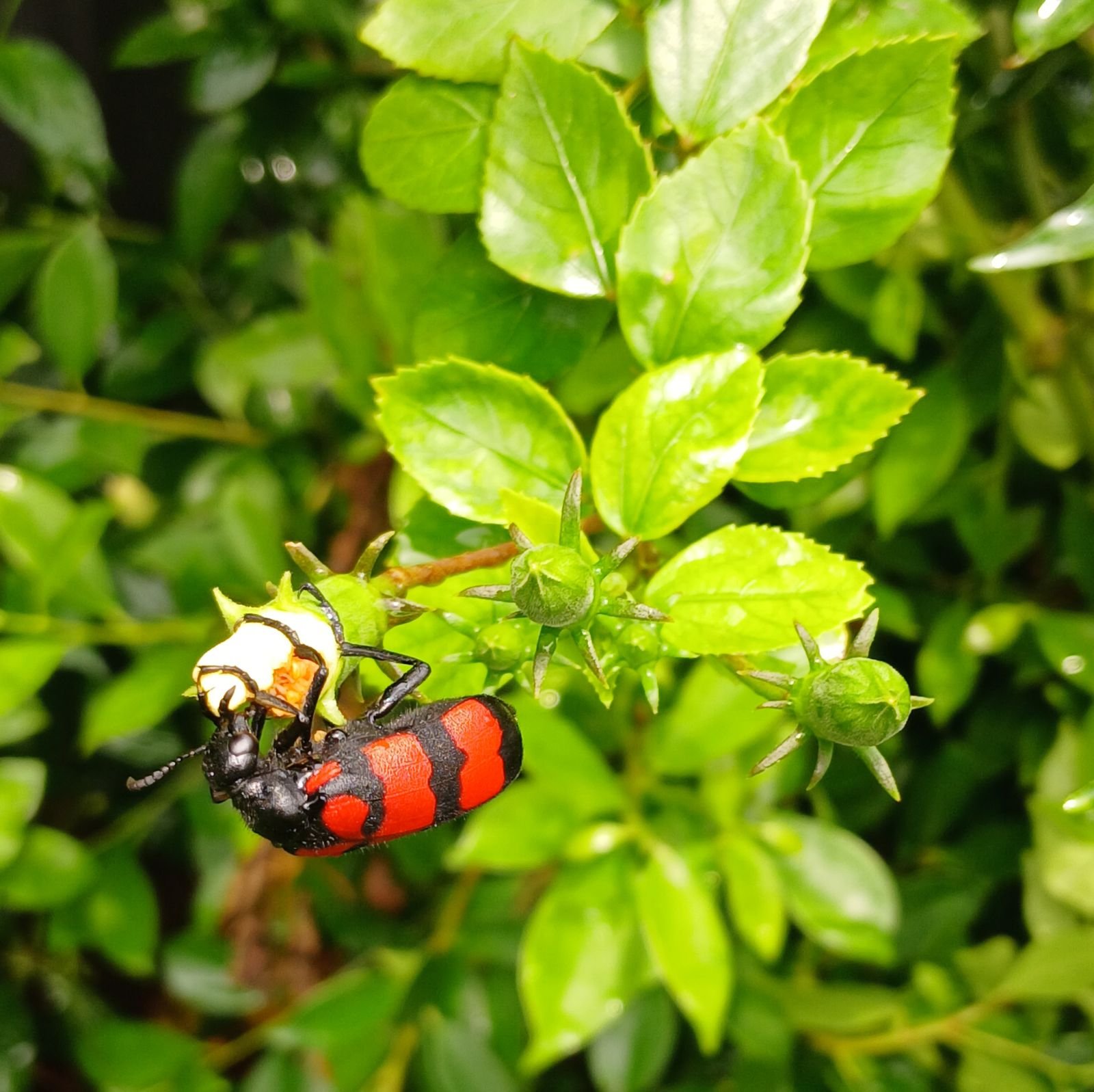 Trichodes apiarius