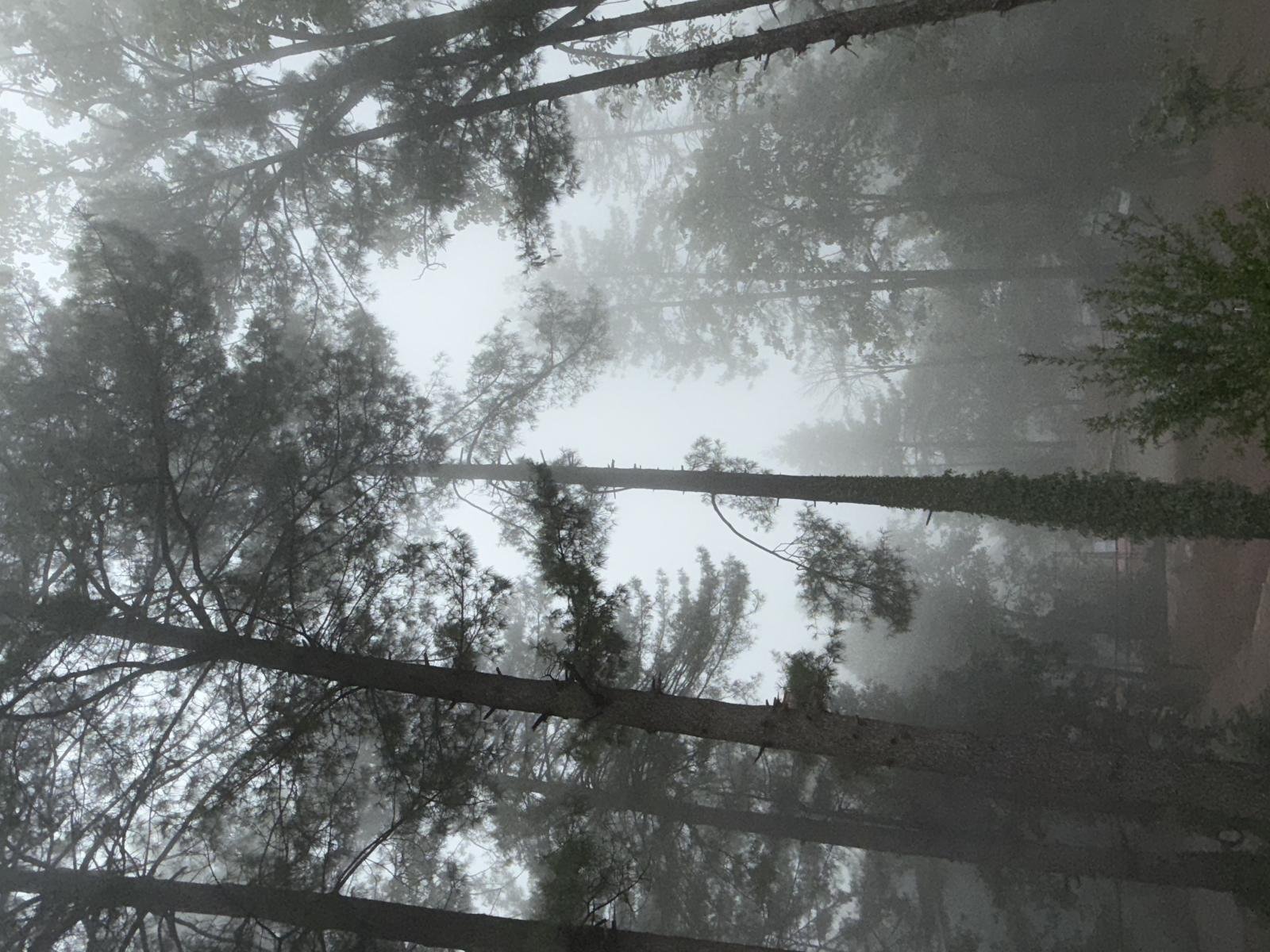 Nature’s Skyscrapers
