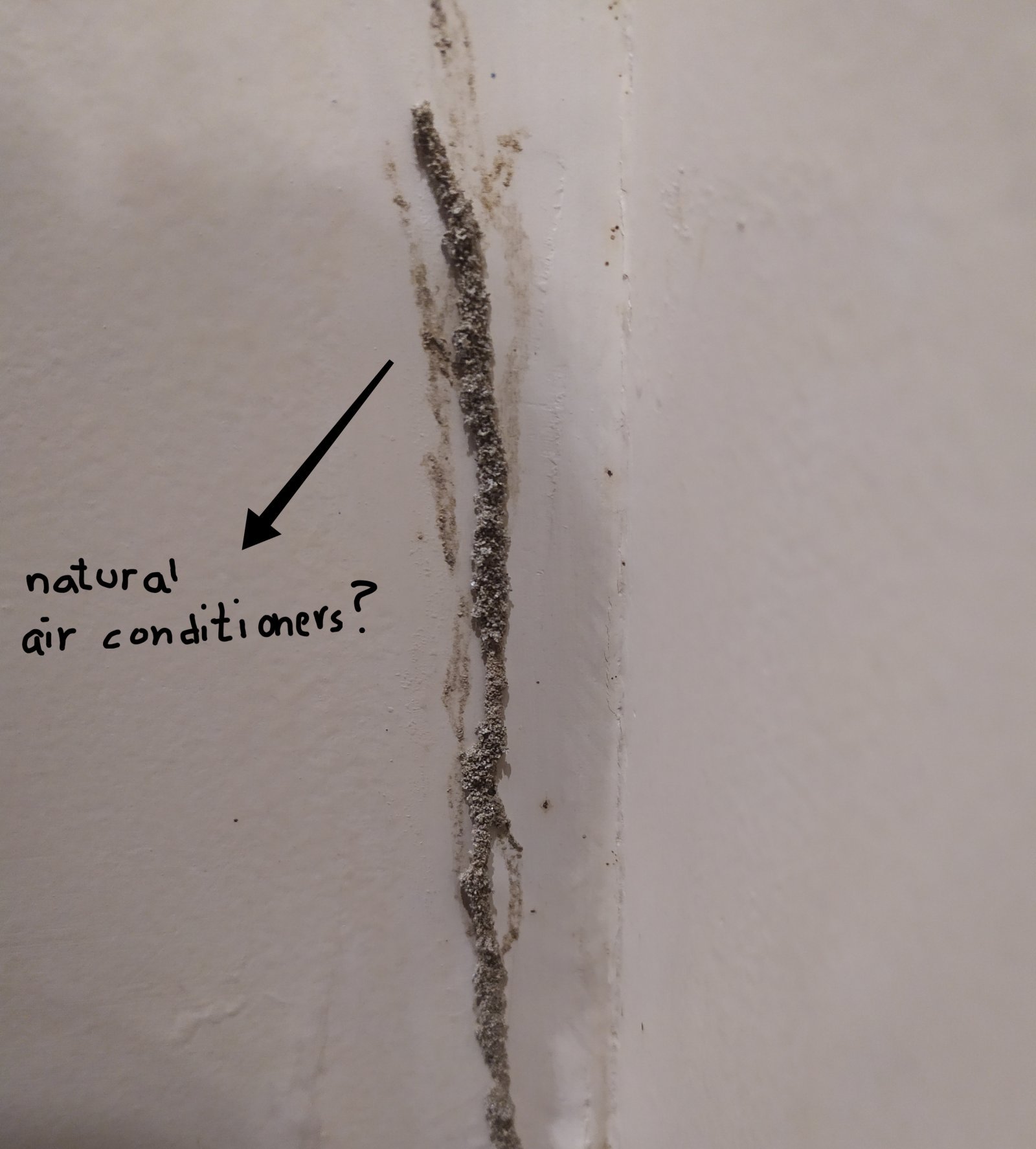 TERMITES AND MIKE PEARCE