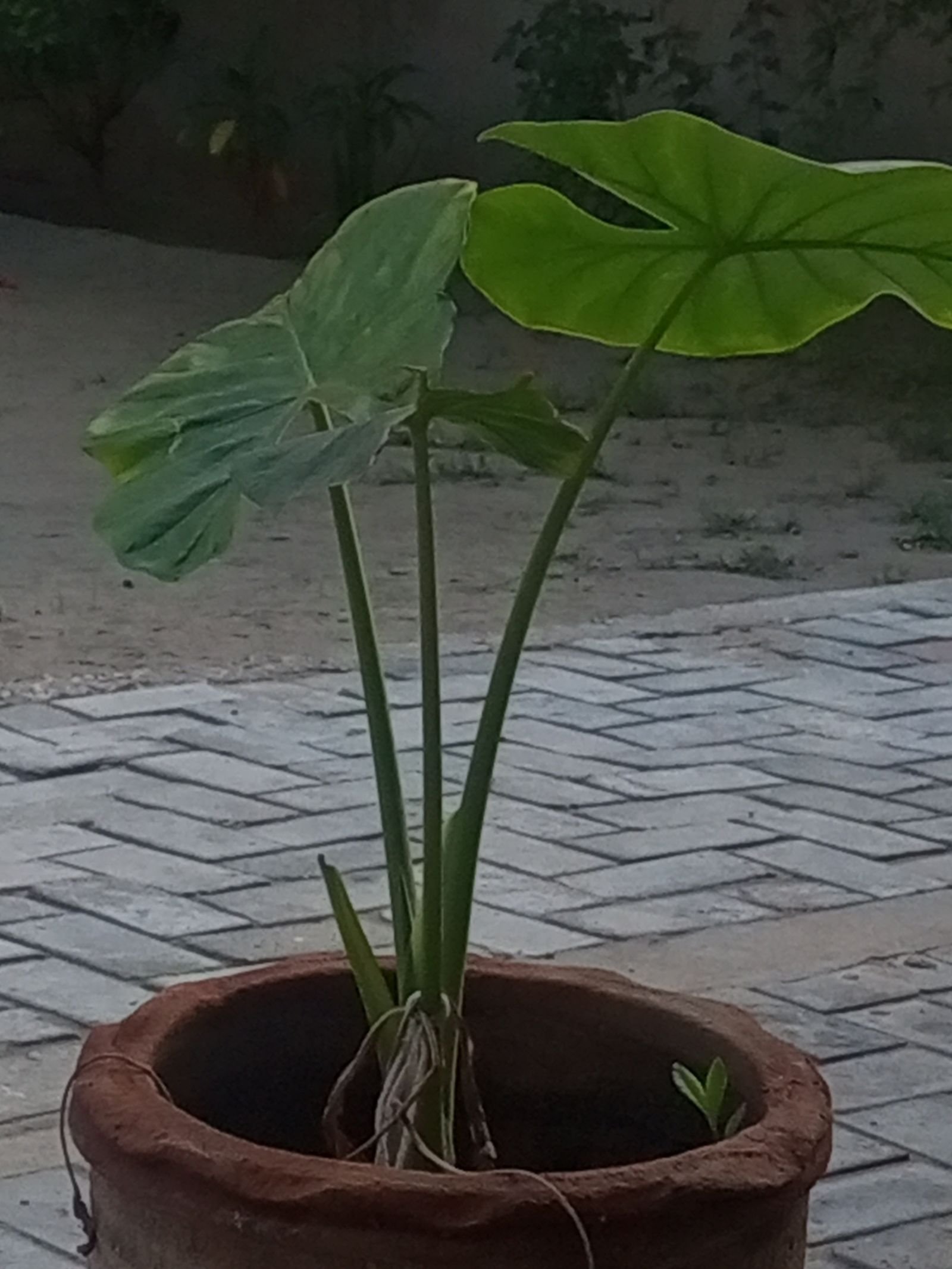 The elephant ears