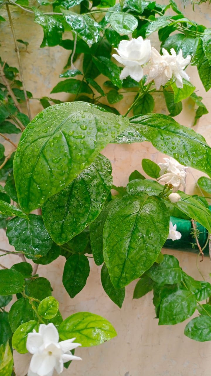 The Power Of Surface Tension On plants