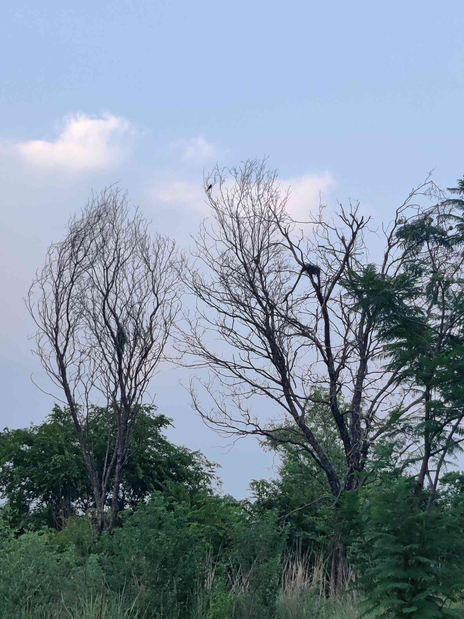High-Rise Survival in a Mixed Canopy