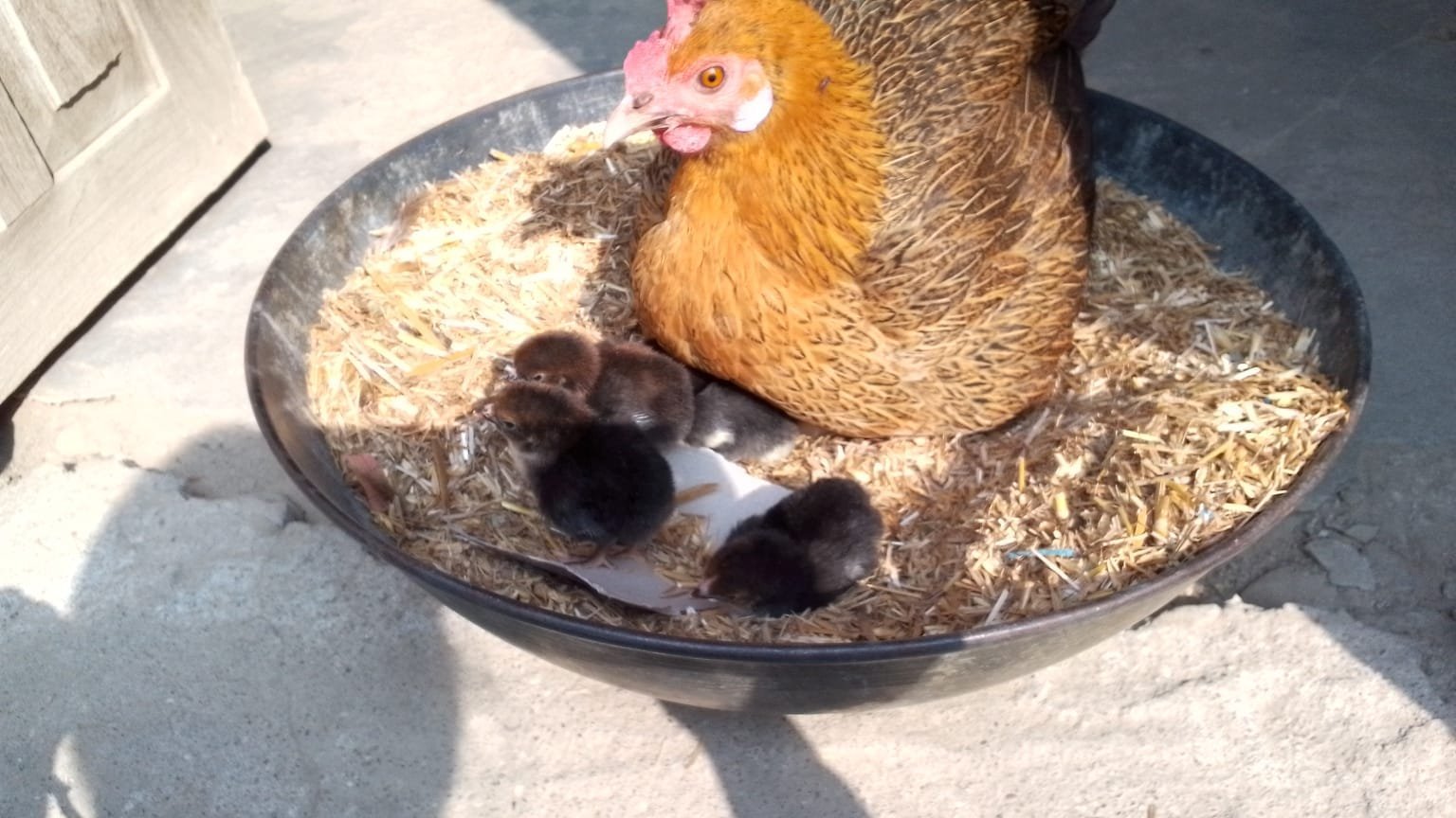 Inheritance in animals