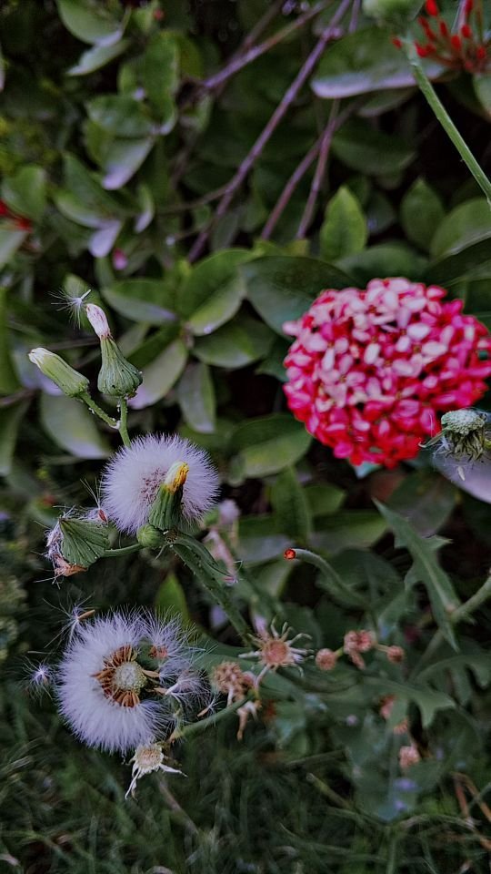Plant Pigmentation and seed Dispersal