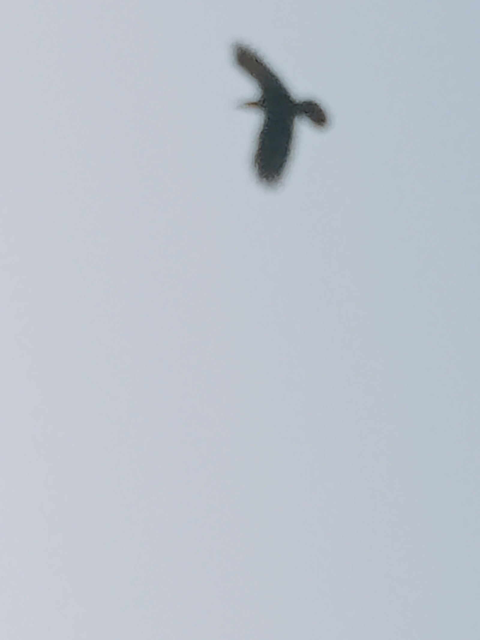 Birds finding their nests