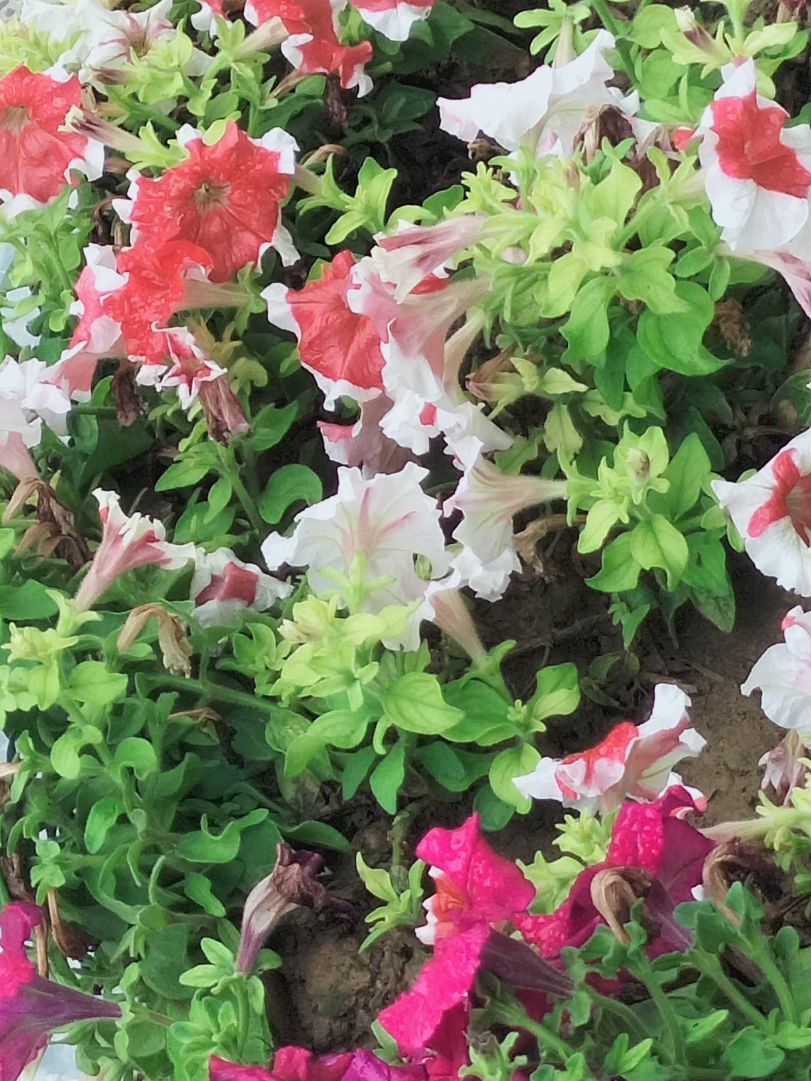 Petunias