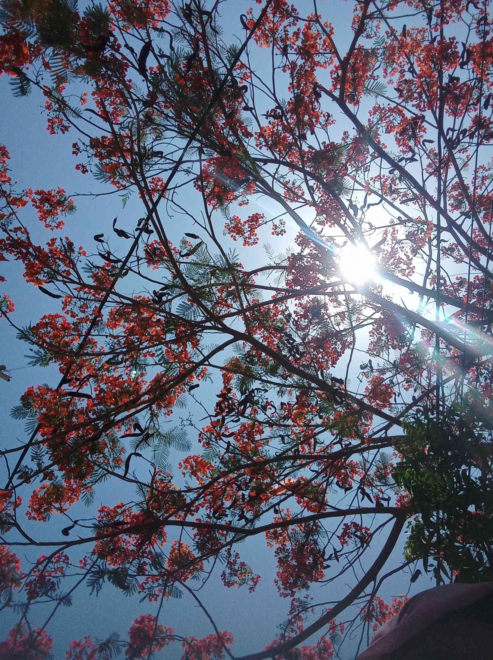 The repetition of branches to form a shade