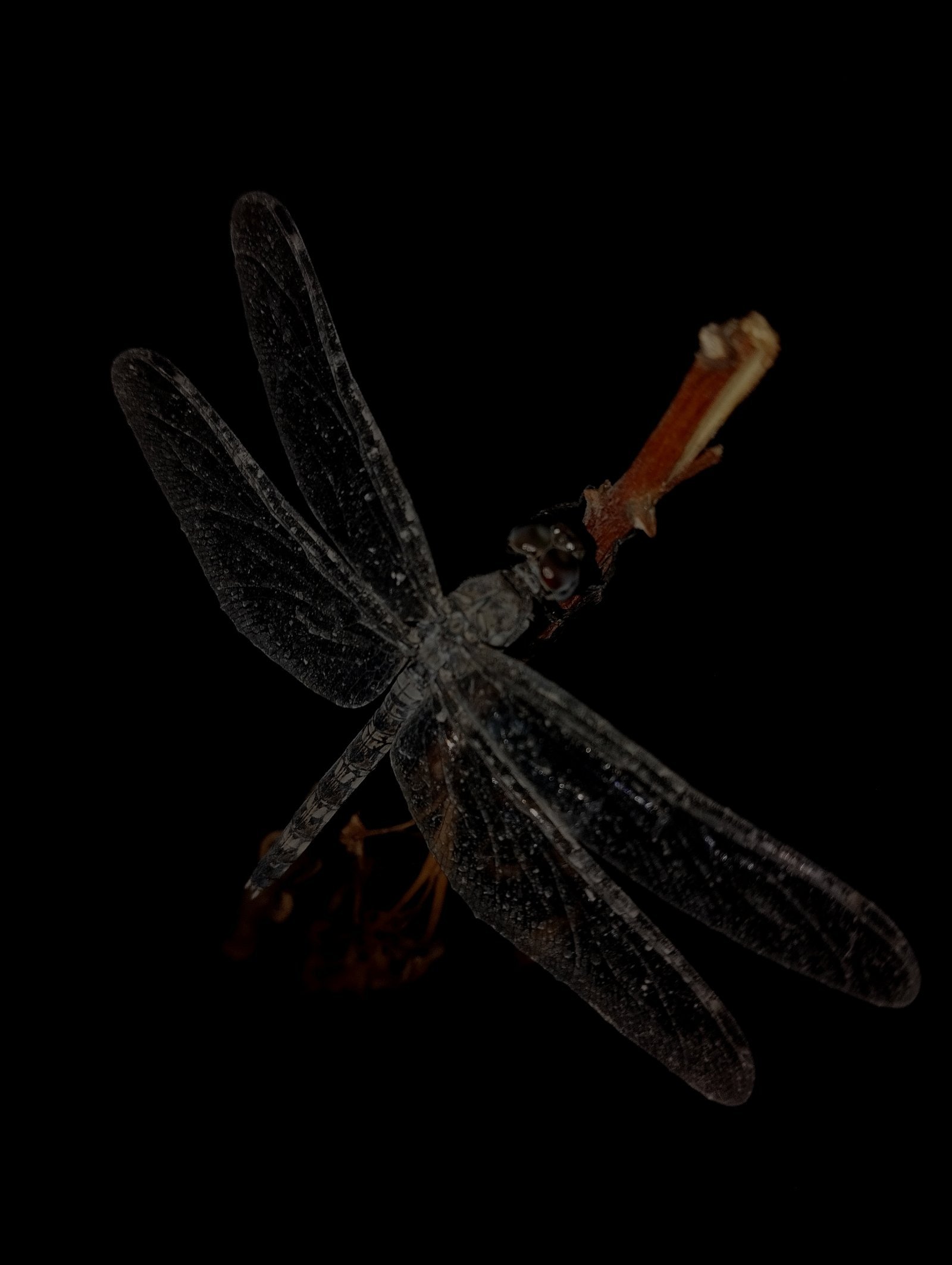 The Aerodynamic Masterpiece: Dragonfly Wing Architecture