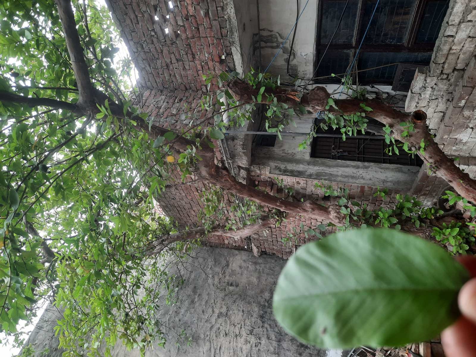 Use of sunlight and soil
