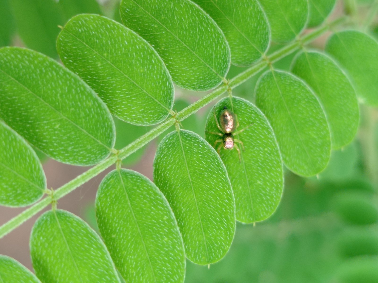 Jewelled Insect
