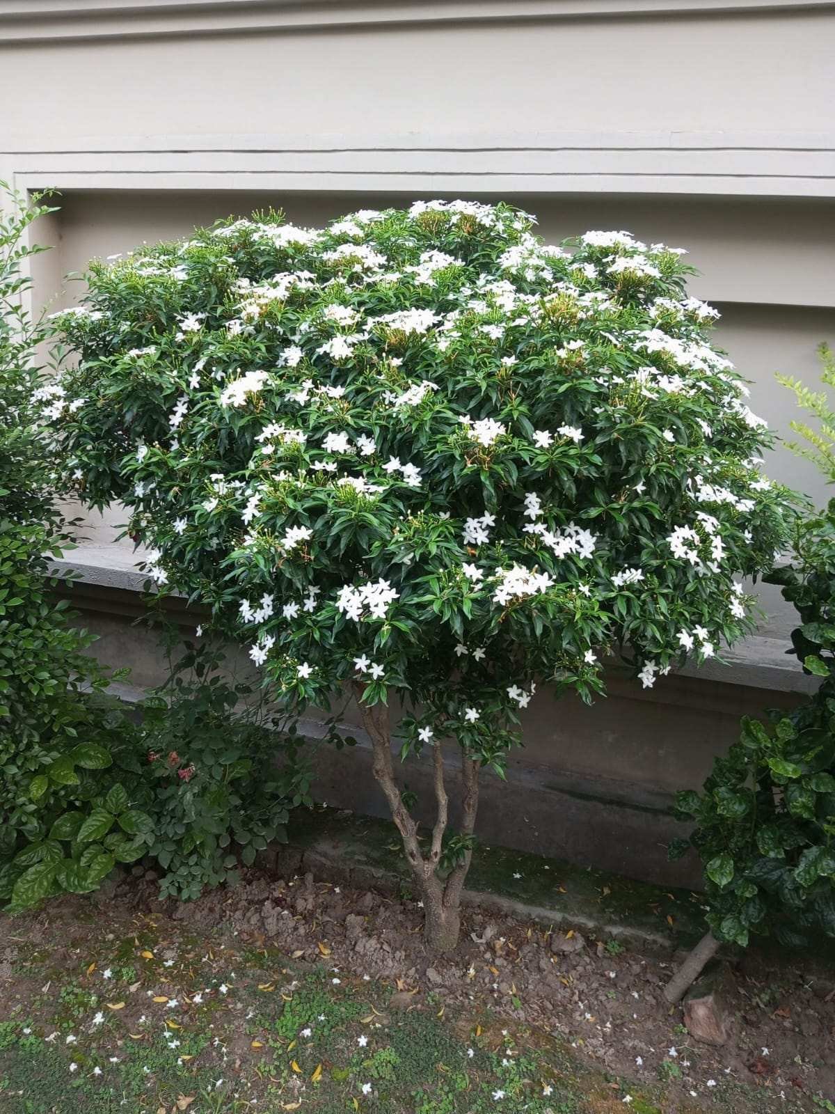 Blooming Jasmine in Full Glory