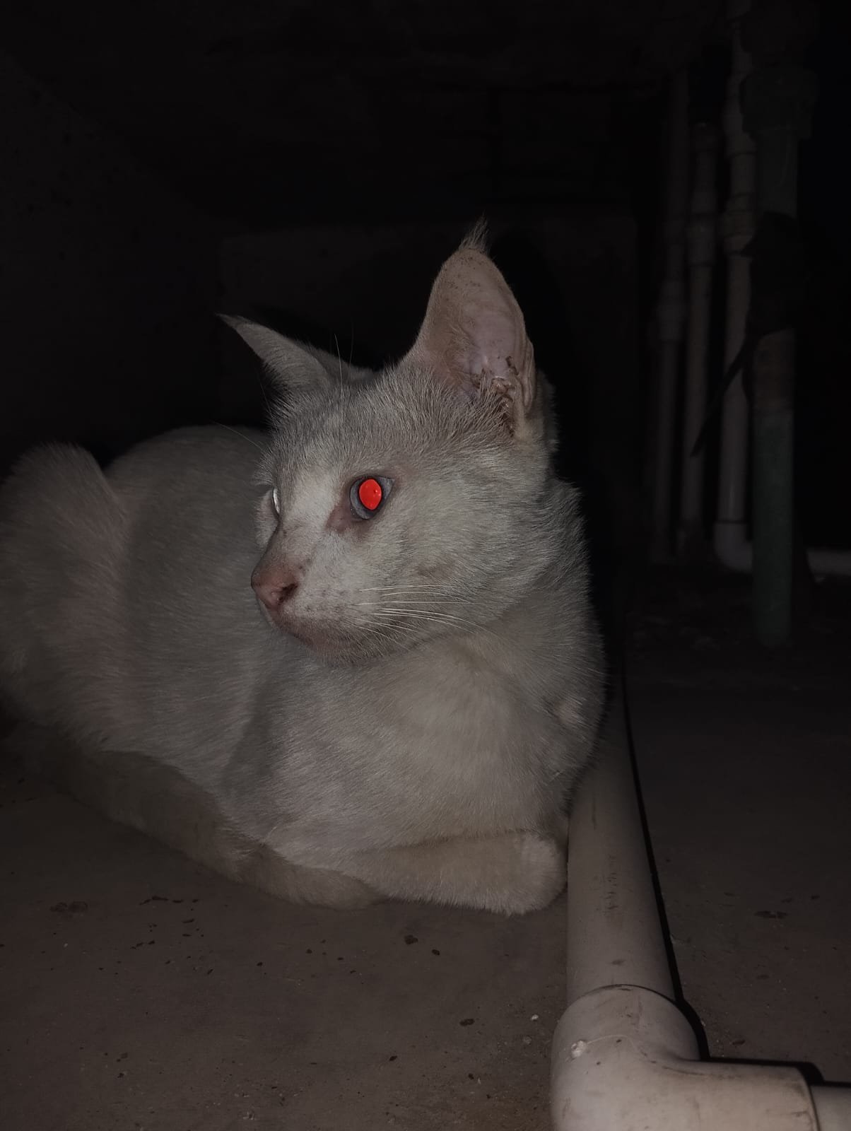 Tapetum Lucidum: Photonic Retroreflection in Feline Ocular Anatomy