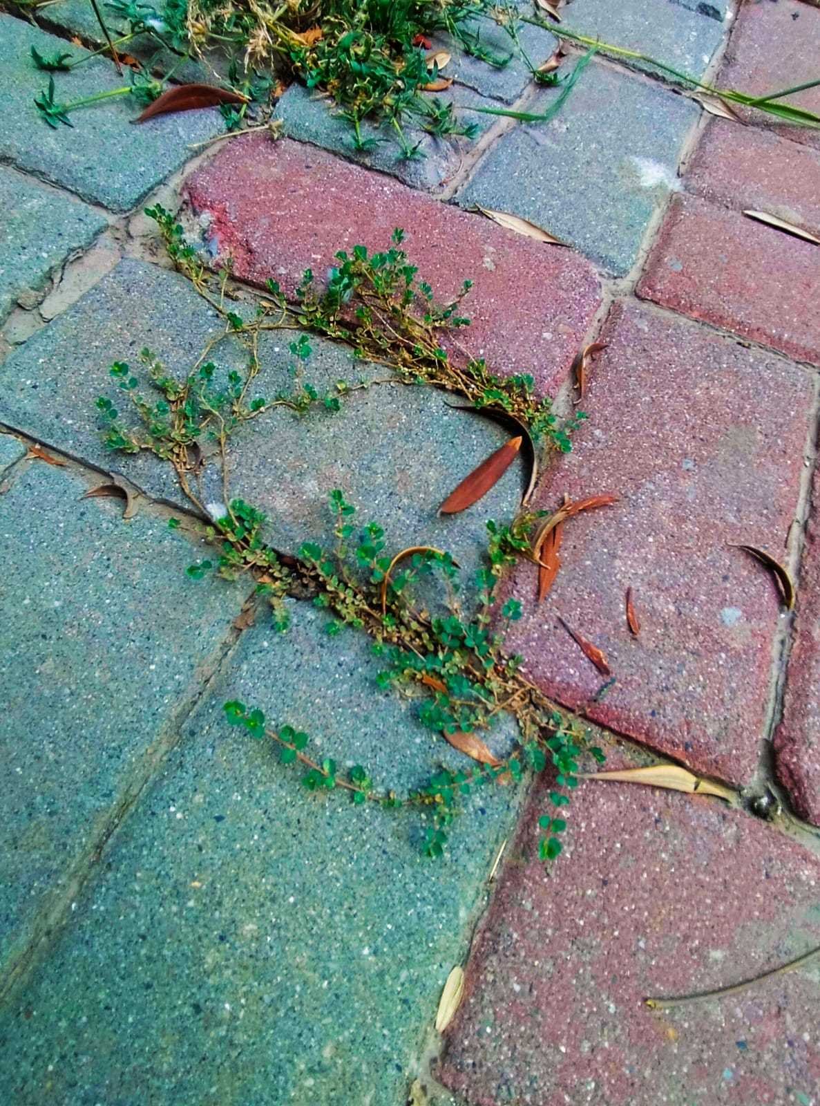 Life Between the Cracks
