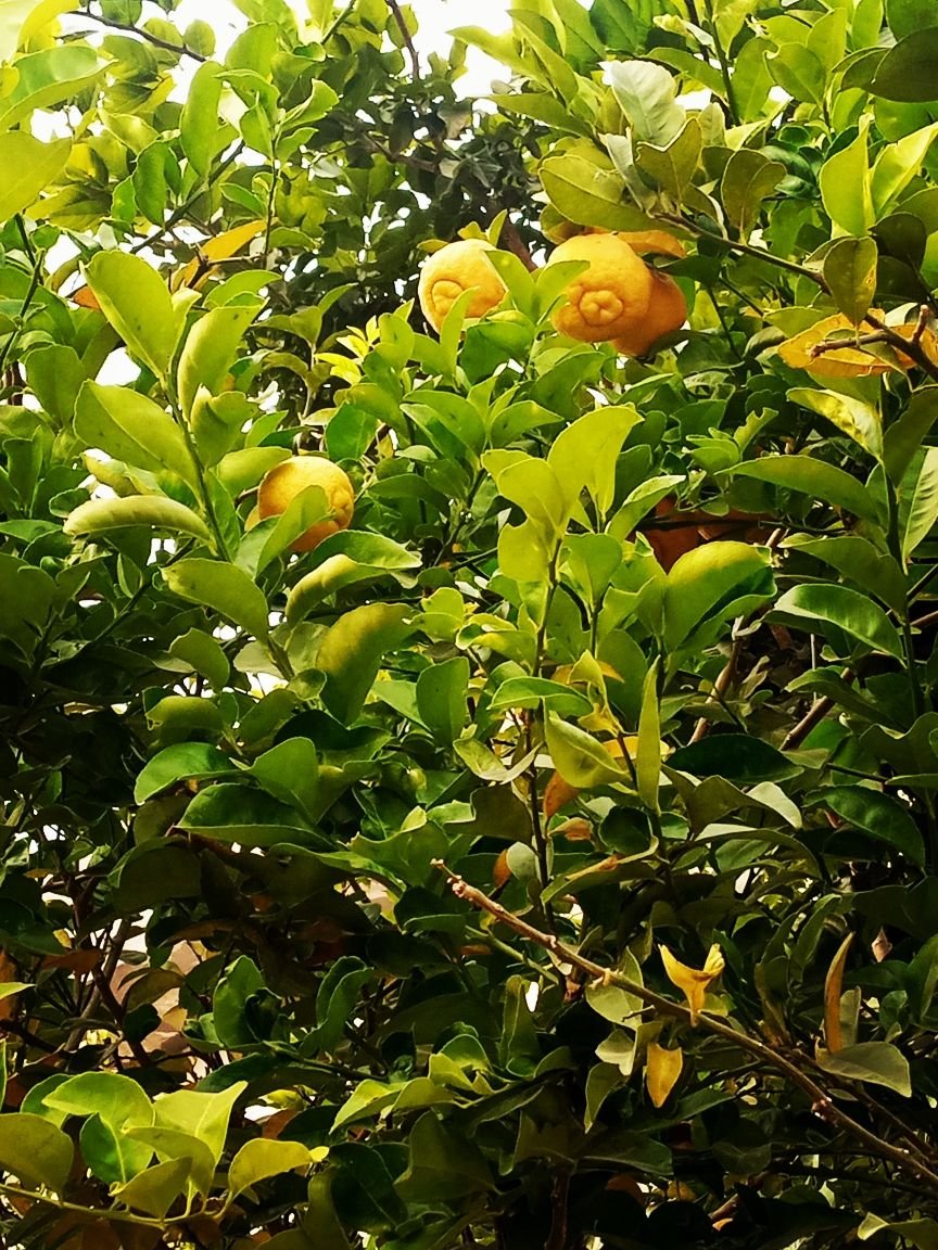 Did Life Give Us Lemons?